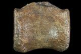 Thescelosaurus? Caudal Vertebrae - Hell Creek Formation #77387-3
